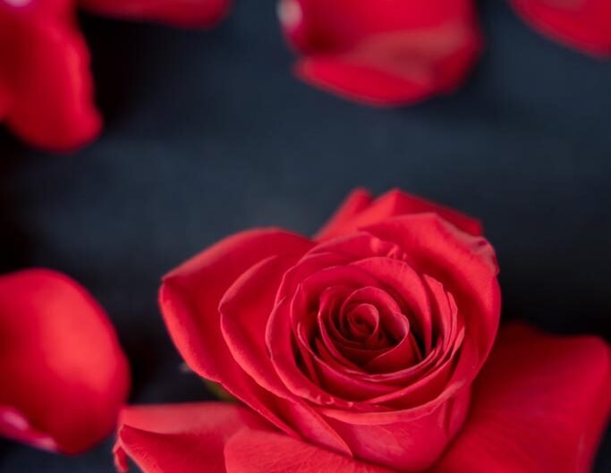 Close-up of a vibrant red rose with delicate petals, set against a dark backdrop with rose petals scattered around